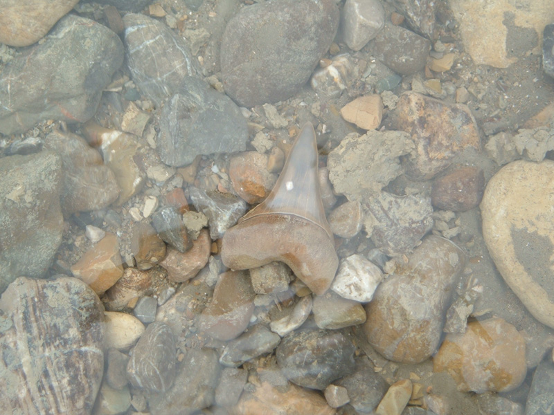 Dal mare al fiume passando per le argille plioceniche